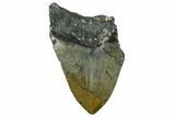 Partial, Fossil Megalodon Tooth - North Carolina #363760-1